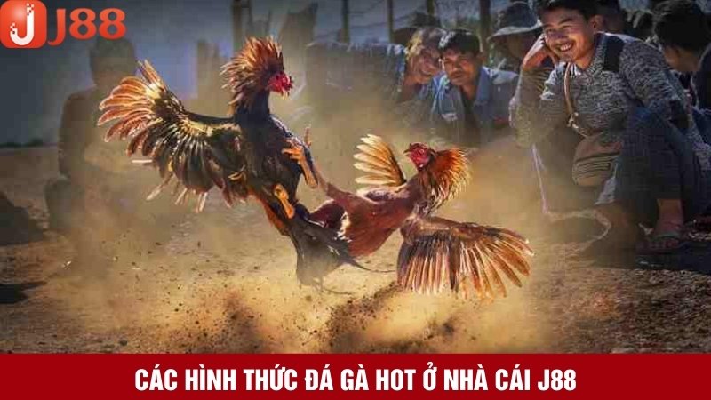 5 hình thức cược chọi gà phổ biến nên chơi