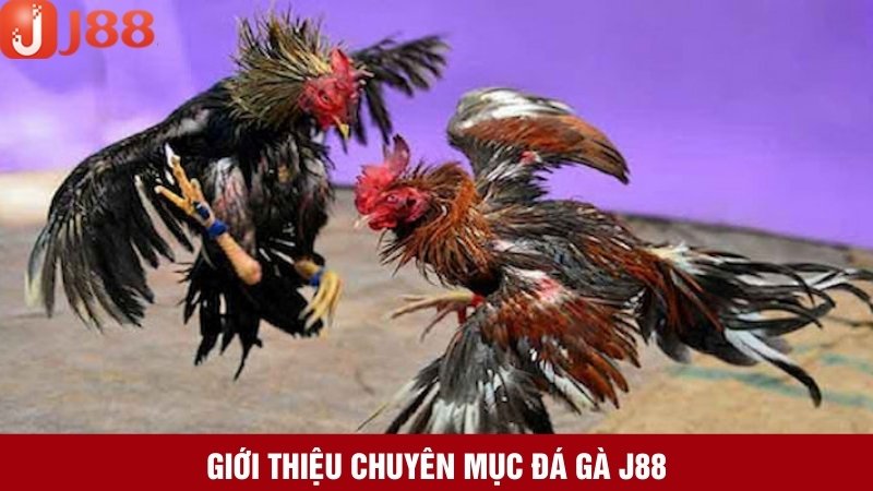 Chuyên mục đá gà trực tuyến có một không hai ở J88