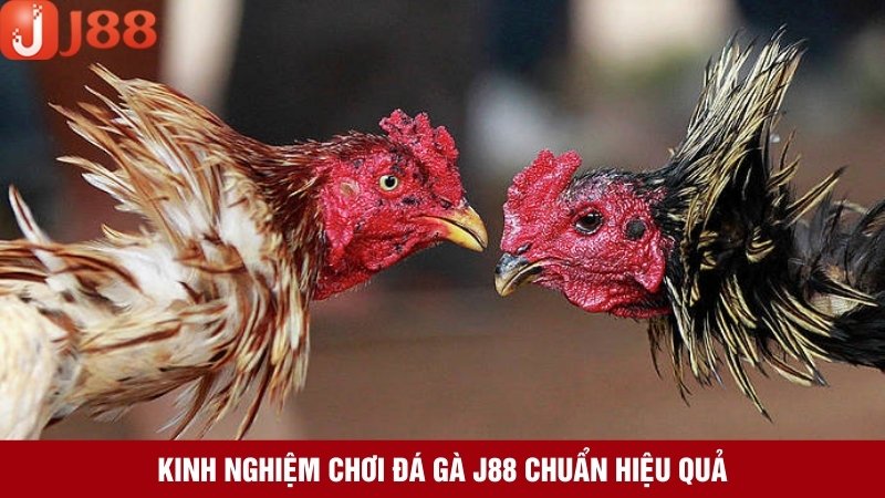 Kinh nghiệm cược chọi gà 100% thắng