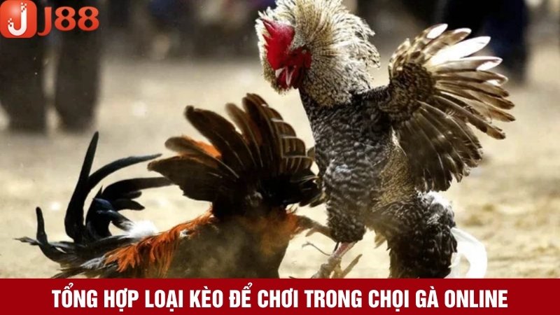 Những loại kèo hấp dẫn với tỷ lệ trúng thưởng cao trong chọi gà